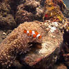 Picture taken during the dive