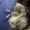 Picture taken during the dive