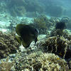 Picture taken during the dive