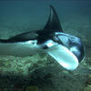Picture taken during the dive