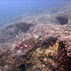 Picture taken during the dive