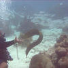 Picture taken during the dive
