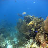 Picture taken during the dive