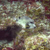Picture taken during the dive