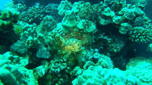 Diving in United States, Hawaii Lanai - By Mike T.