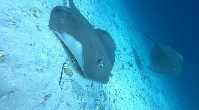 Euro-Divers Kurumba Village - Dive Center