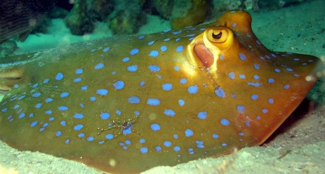 Diving in Thailand, Pattaya - By Artic