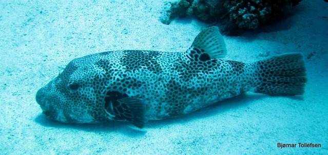 Colona Dive Center-Sharm El Sheikh - Dive Center in Egypt