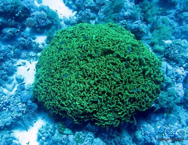 Colona Dive Center-Sharm El Sheikh - Dive Center in Egypt