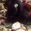 Picture taken during the dive