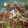 Picture taken during the dive