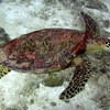 Picture taken during the dive