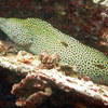 Picture taken during the dive