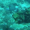 Picture taken during the dive