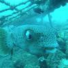 Picture taken during the dive