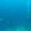 Picture taken during the dive
