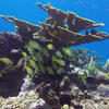 Picture taken during the dive