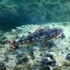 Picture taken during the dive