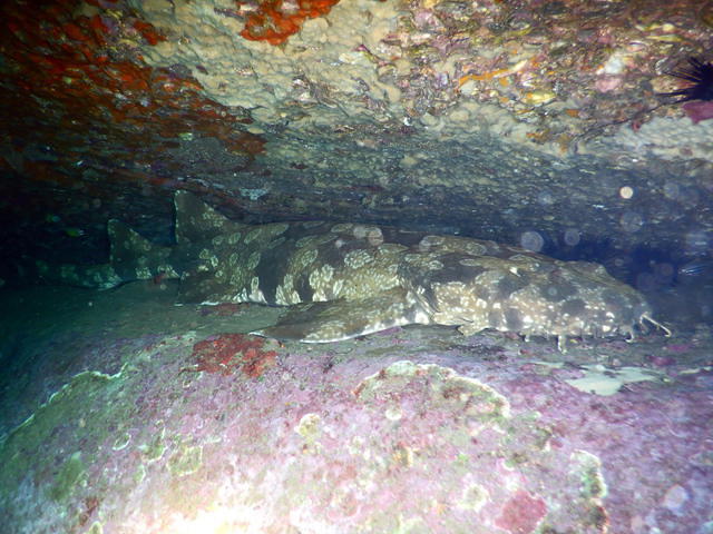 Pro Dive Manly - Dive Center in Australia