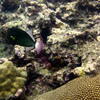 Picture taken during the dive
