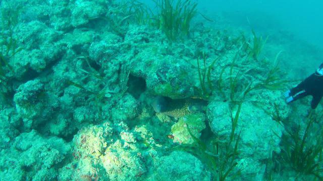Punta Mesco Diving - Dive Center in Italy