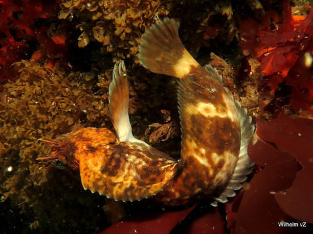 Blueflash - Dive Center in South Africa
