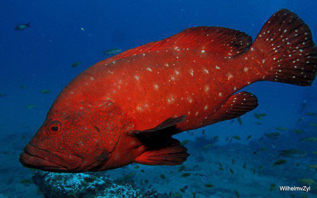 Diving in Mbazwana, South Africa - By Wilhelm