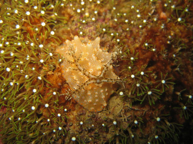 Reef Seen Divers' Resort - Dive Center in Indonesia
