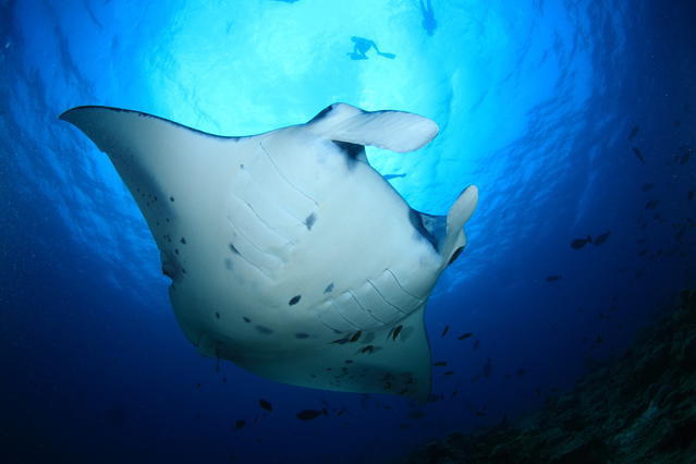 Diving in Maldives, South Ari Atoll - By Mikel Hendriks