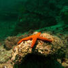 Picture taken during the dive