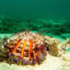 Picture taken during the dive