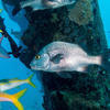 Picture taken during the dive