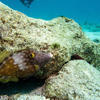 Picture taken during the dive