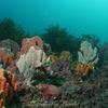 Picture taken during the dive