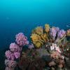 Picture taken during the dive