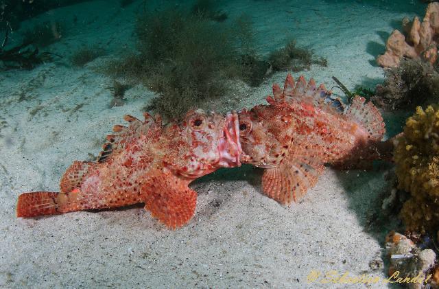 Diving in Australia, Nelson Bay - By Sebdive