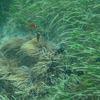 Picture taken during the dive