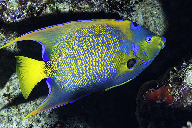 Diving in Mexico, Akumal - By Zsispeo