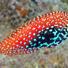 Picture taken during the dive