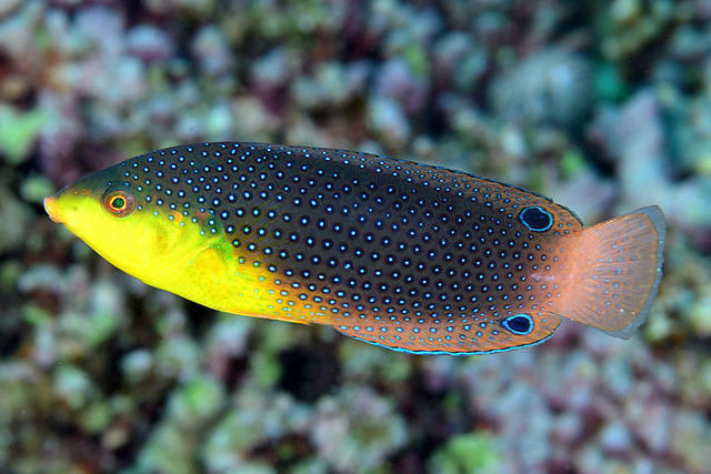 Frederic Lombard-Tdh Plongee - Dive Center