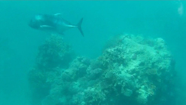 Red Sea Diving College - Dive Center in Egypt