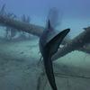 Picture taken during the dive