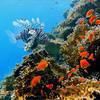 Picture taken during the dive