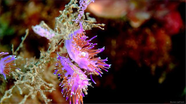 Simply Diving - Dive Center in Spain
