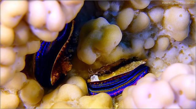 Planet Divers - Dive Center in Egypt