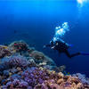 Picture taken during the dive