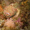 Picture taken during the dive