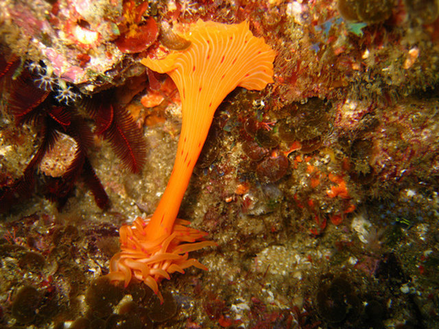 The Shoal - Dive Center in South Africa