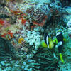 Picture taken during the dive