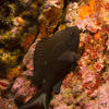Picture taken during the dive